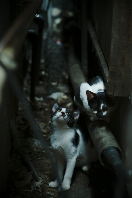 中国男篮回归基本功训练 注重实战细节，中国男篮归化两人加入