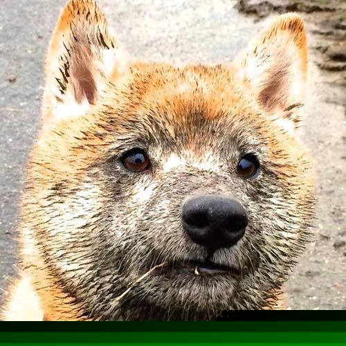 小球阵容与大个内线打法的碰撞分析,大球战术和小球战术